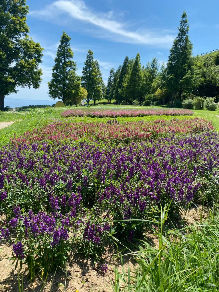 兵庫県立公園 あわじ花さじき