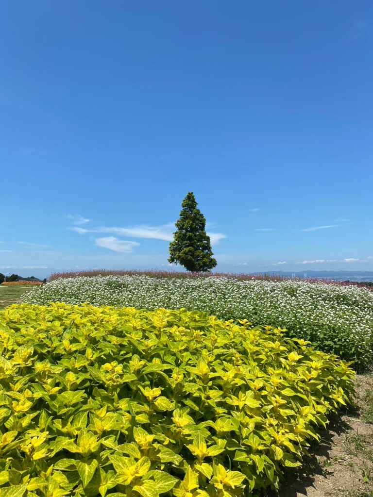 兵庫県立公園 あわじ花さじき