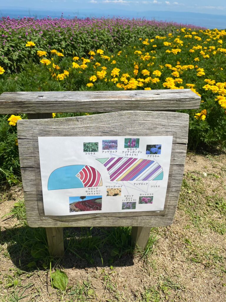 兵庫県立公園 あわじ花さじき