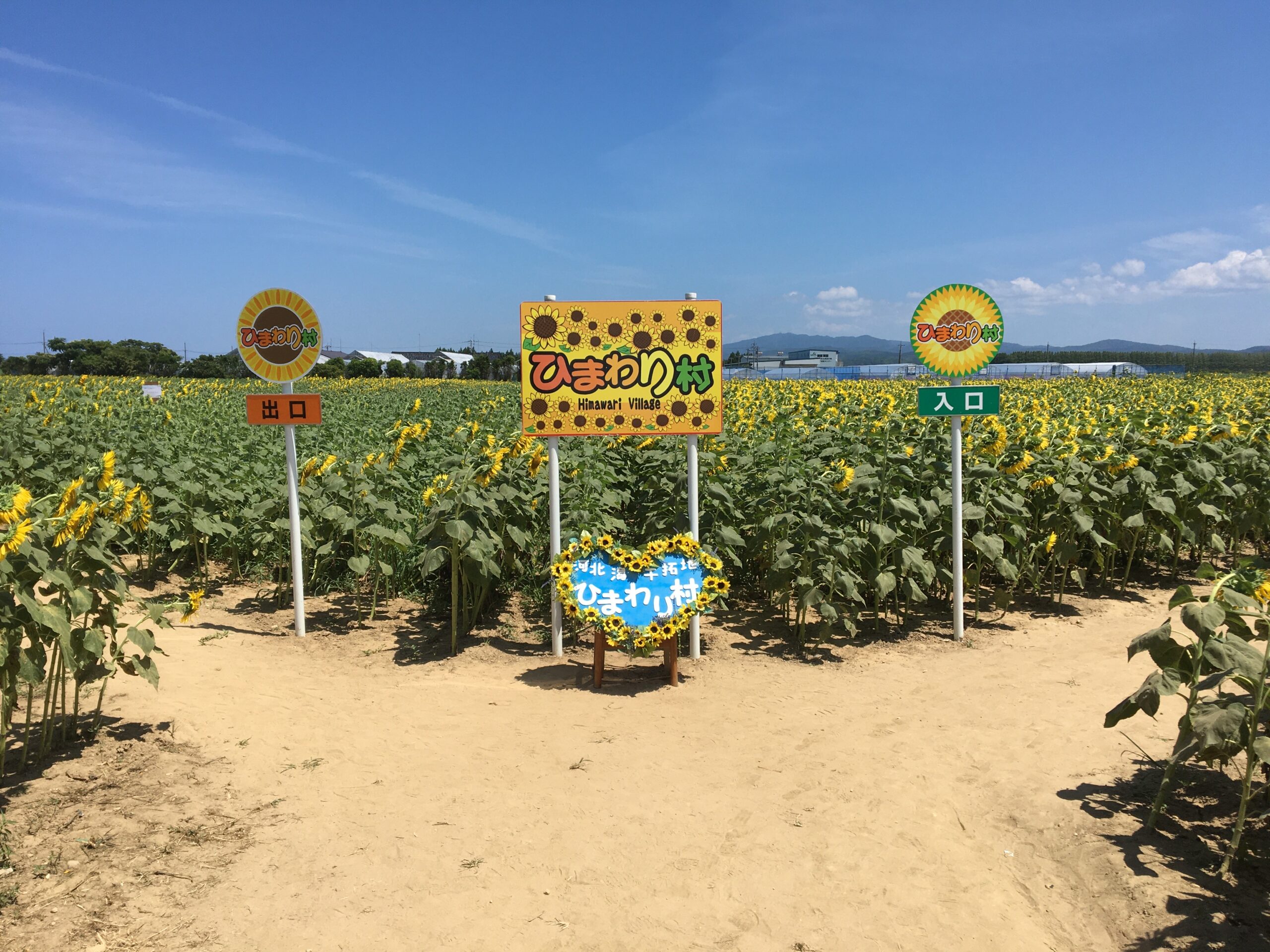 河北潟ひまわり村