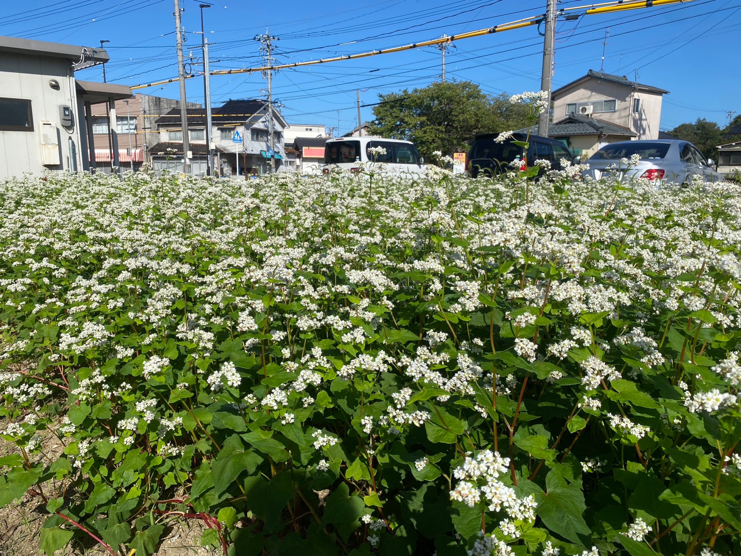 そばの花畑