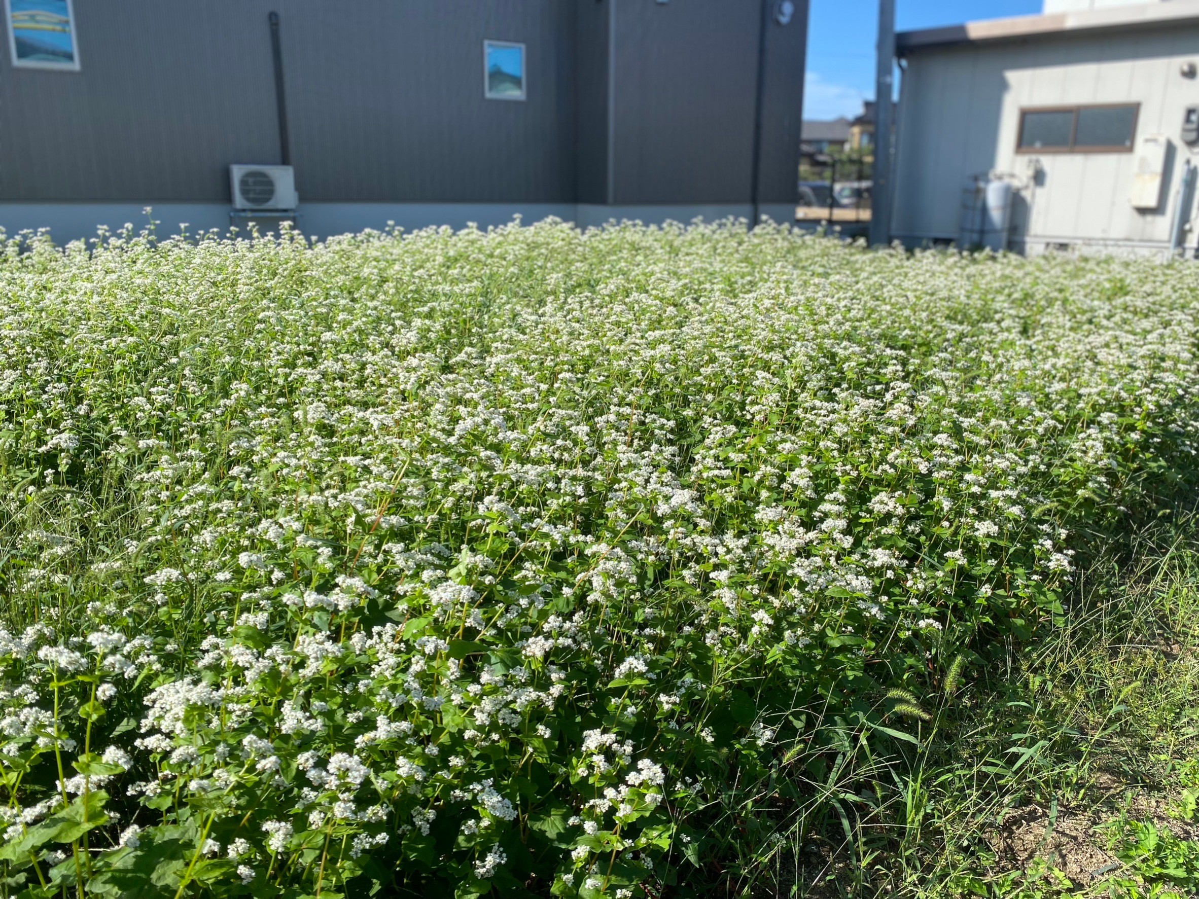 そばの花畑