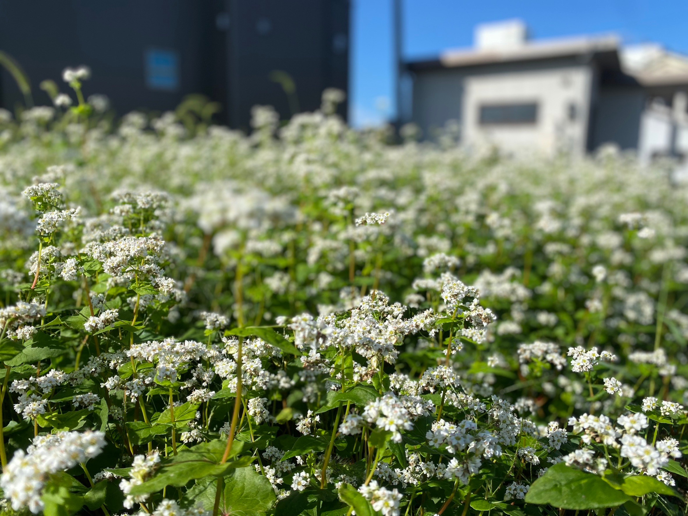 そばの花畑