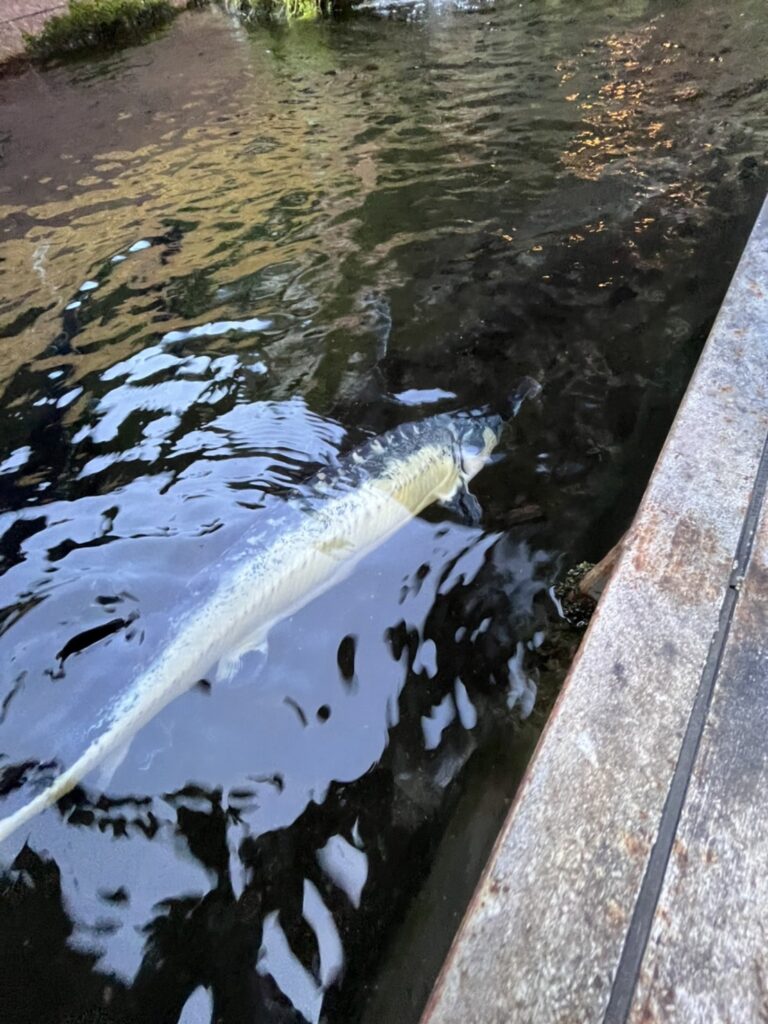 奥飛騨ガーデンホテル焼岳