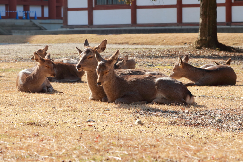 奈良公園シカ