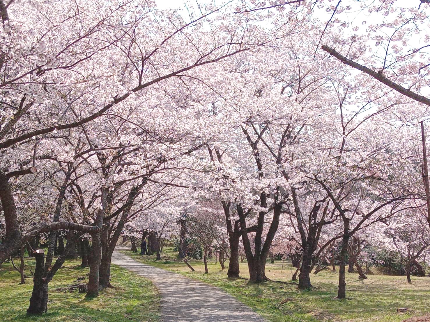 輪島市一本松公園