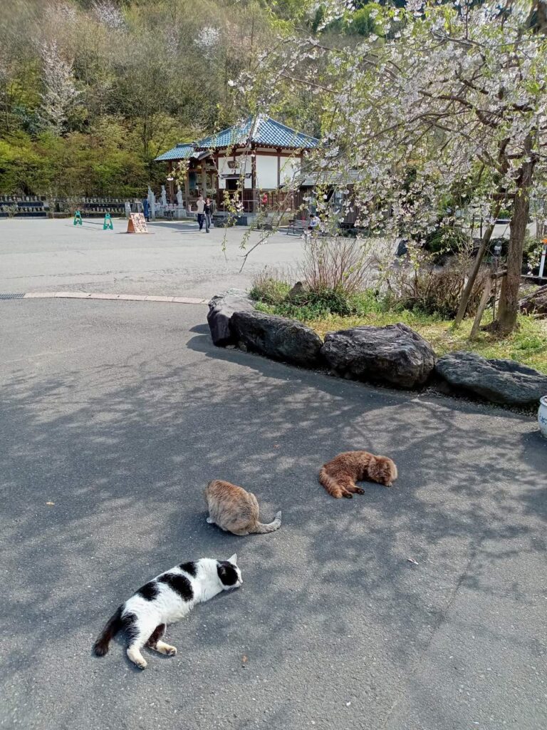 猫寺