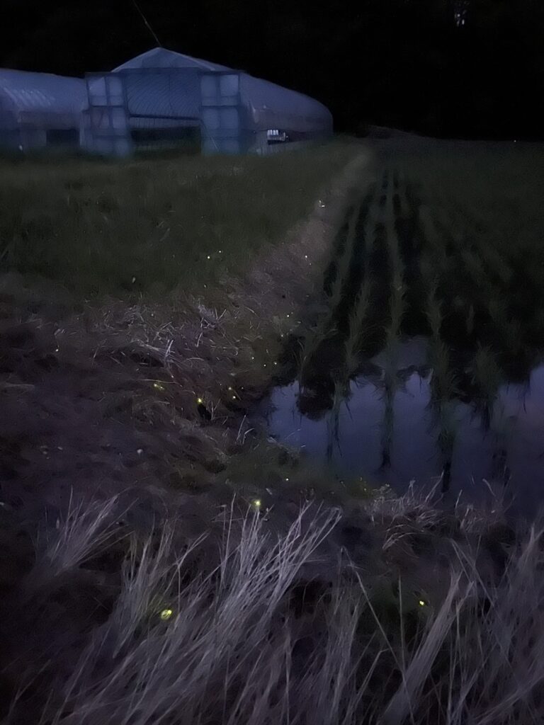 ほたる