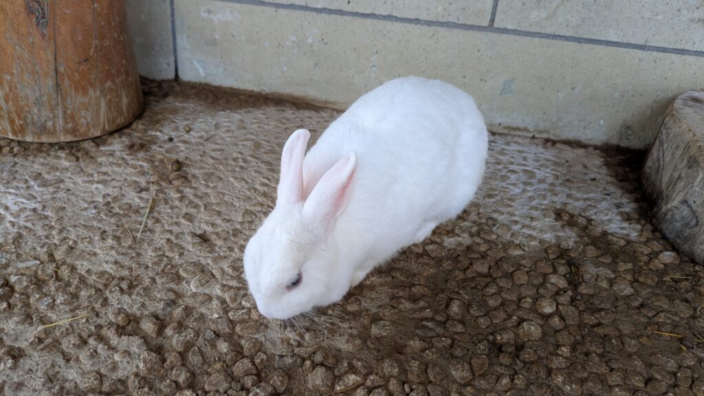 月うさぎの里